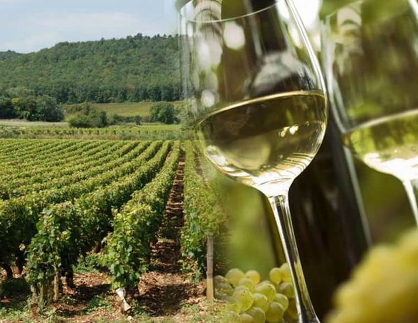 У европейских сортов винограда обнаружилось кавказcкое происхождение