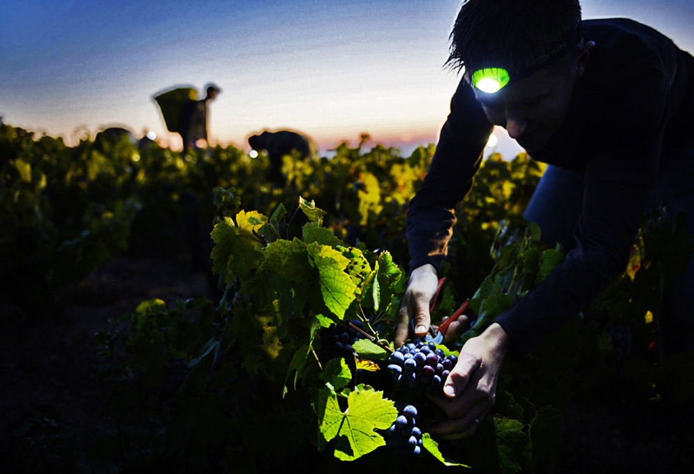 Каталонцы убирают урожай винограда ночами