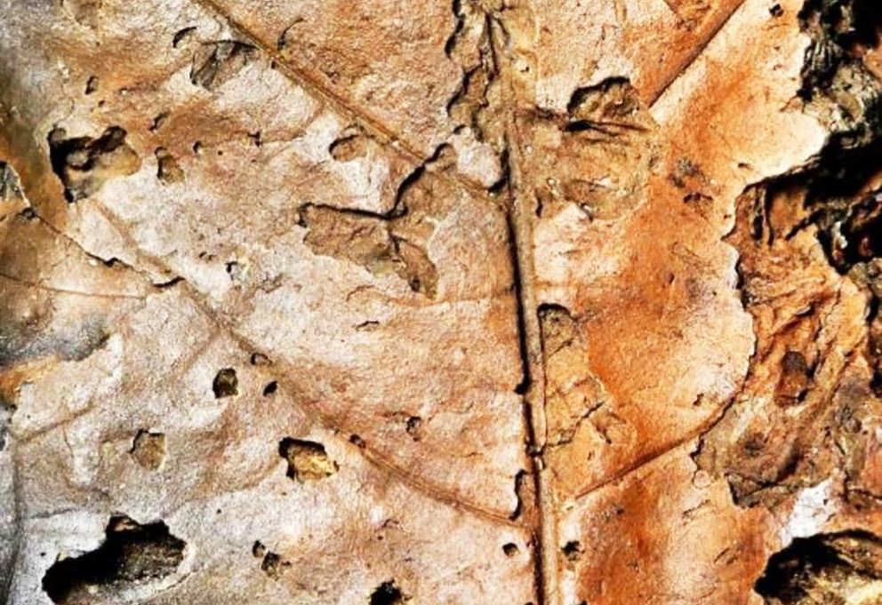 Обнаруженному отпечатку виноградного листа 6,5 тысяч лет