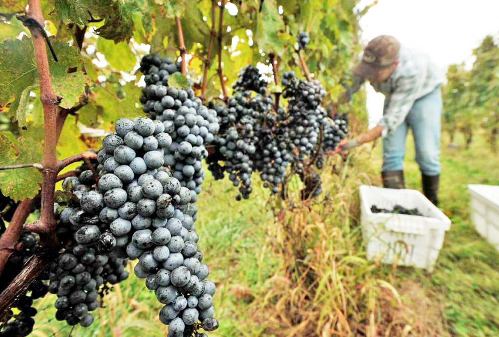 Названы главные сорта винограда в России 