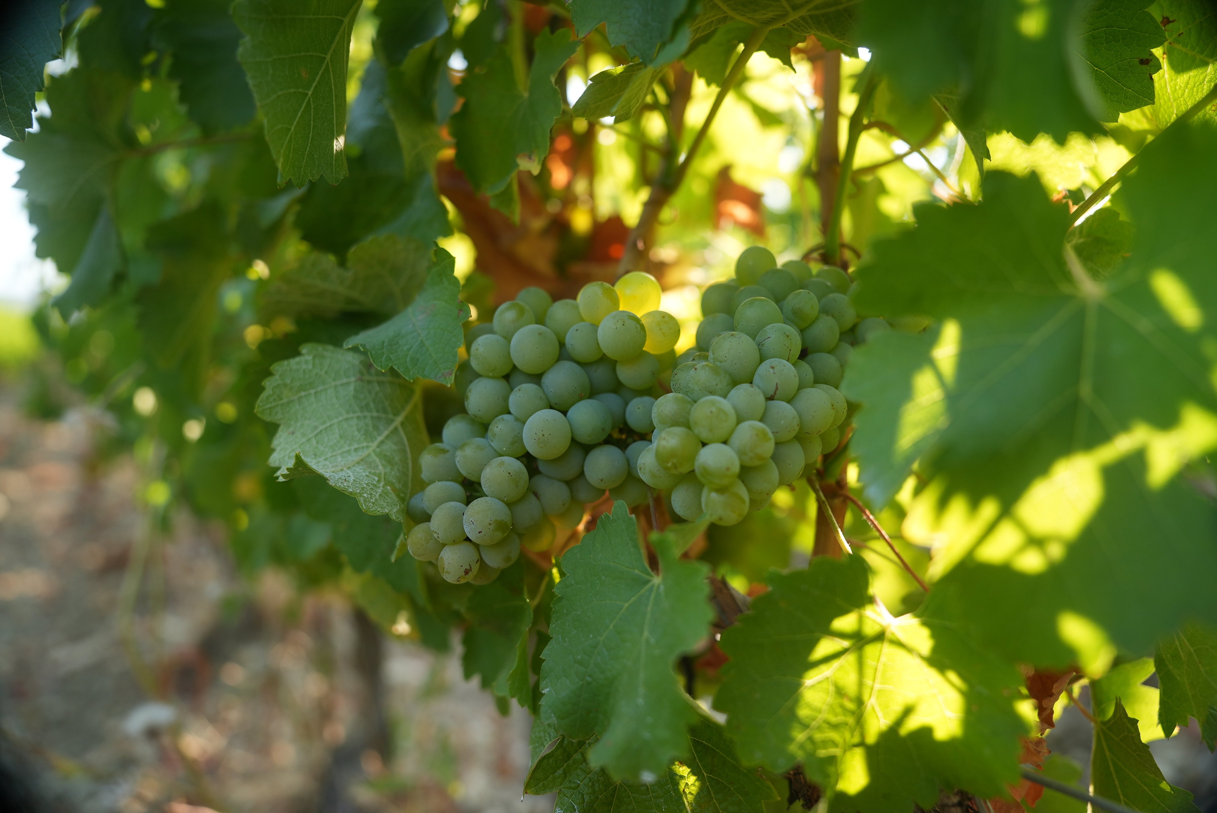 Более 108 тыс. тонн винограда собрано в августе в шести регионах России 