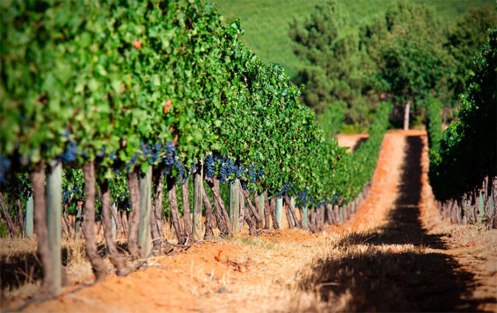 Красные вина Кубани: откройте для себя богатство вкусов и традиций