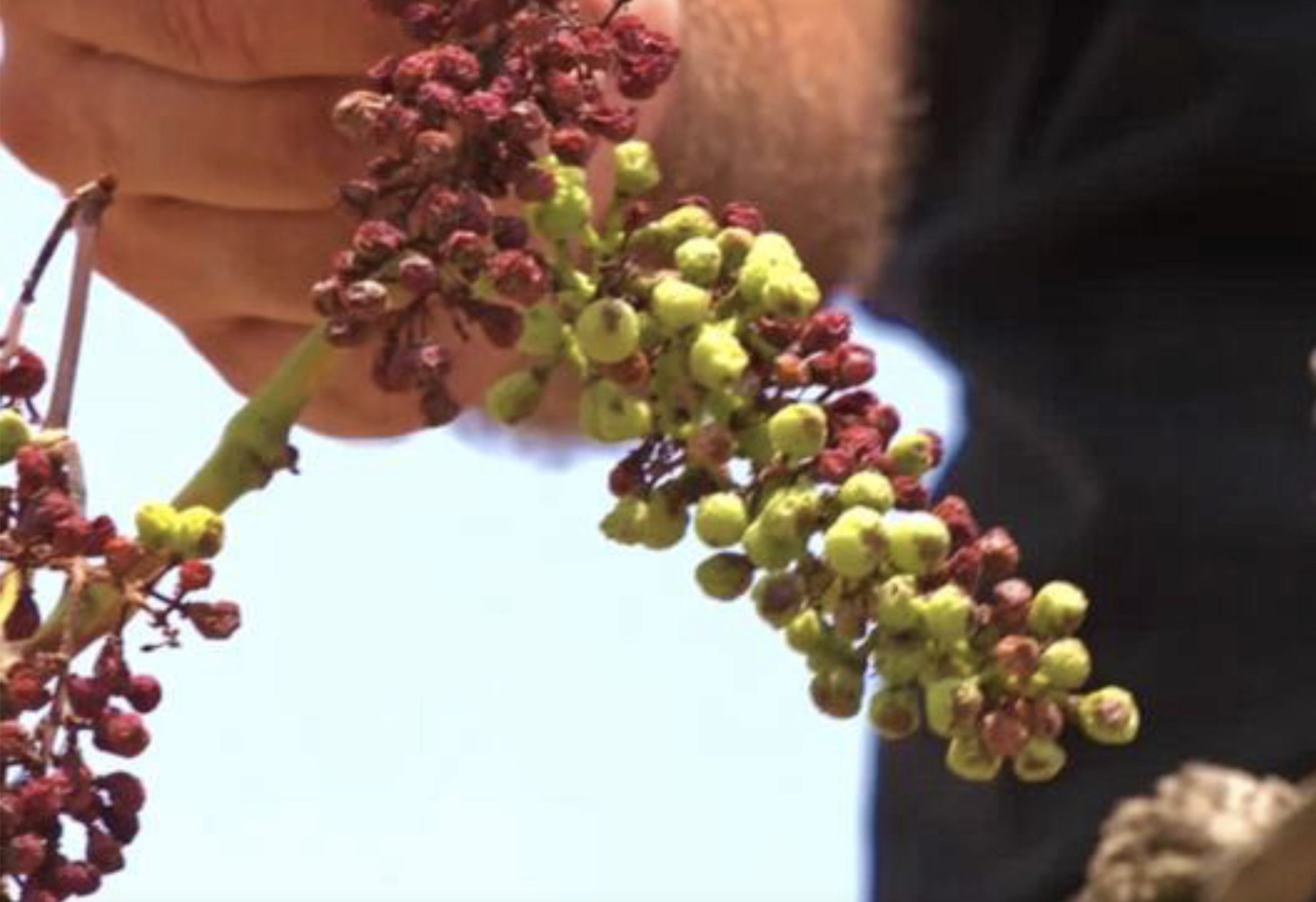 Урожай винограда в Испании и Италии серьезно пострадал от засухи