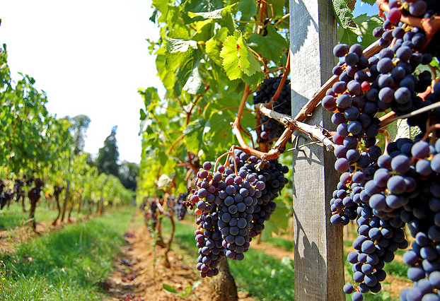 В Краснодарском крае появится новый винодельческий комплекс