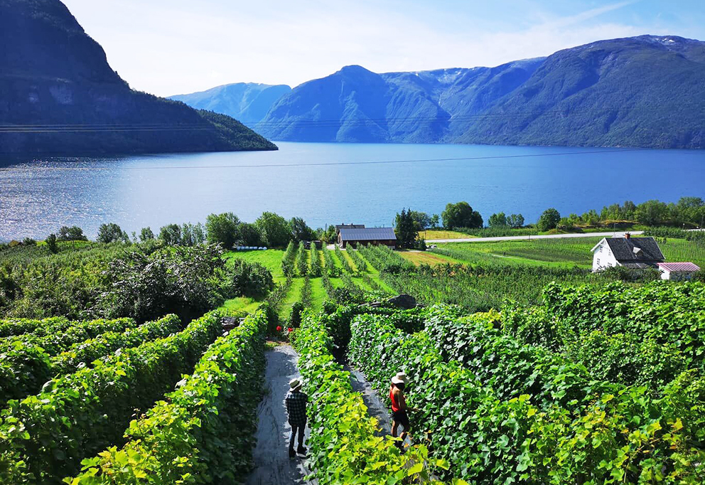 Виноградники на норвежских фьордах: сегодня уже не фантастика
