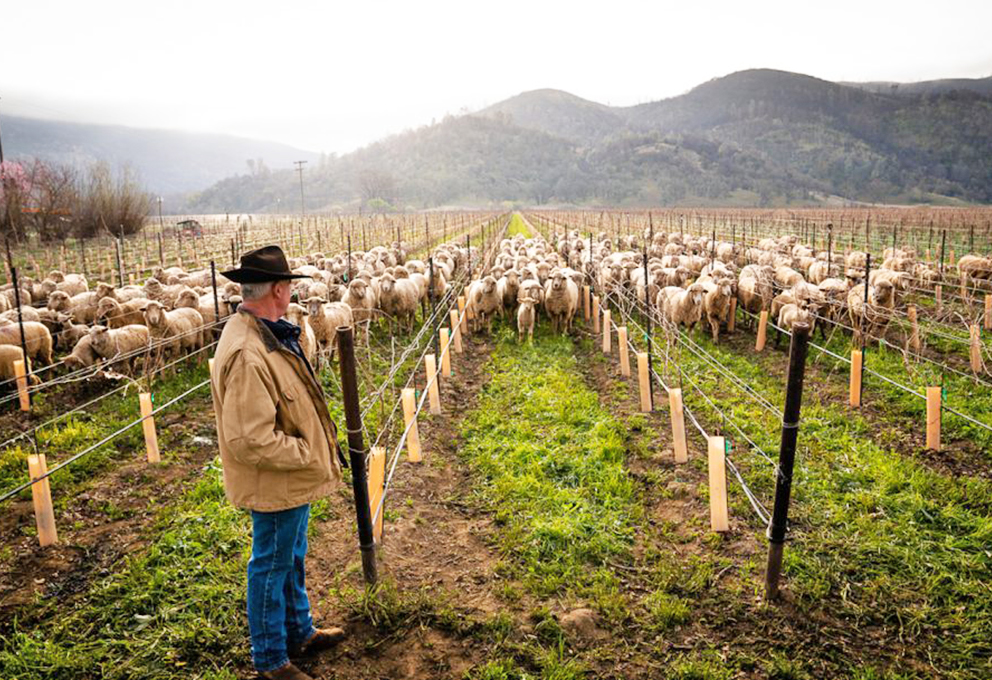 Виноделы Калифорнии откажутся от пестицидов к 2050 году