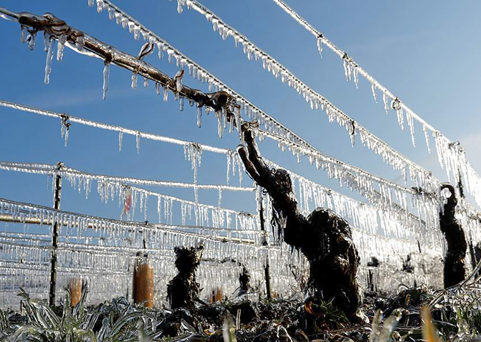Рекордные весенние заморозки угрожают урожаю во Франции